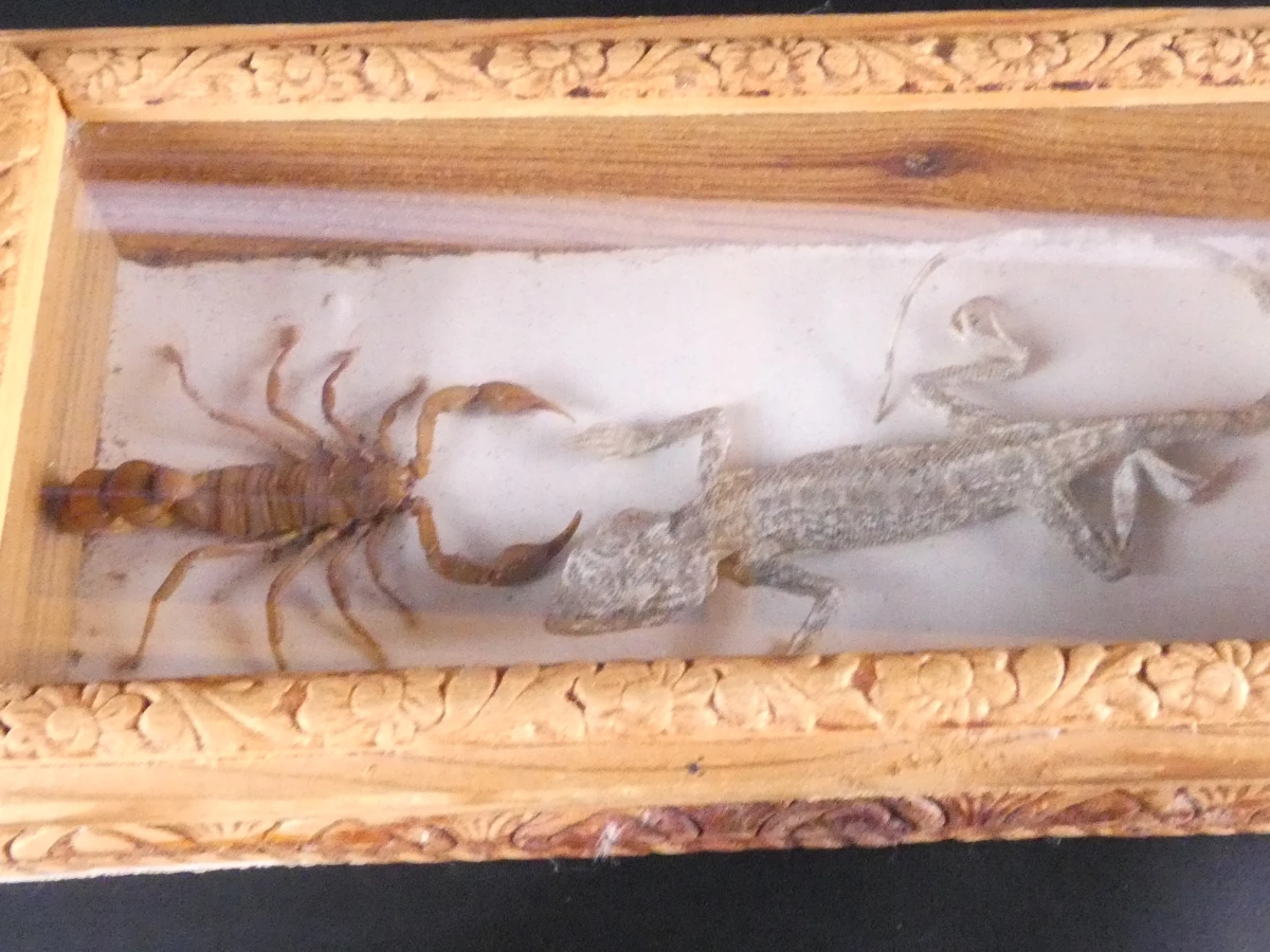 Biologische preparaten, harspreparaten, natuurhistorische specimens.