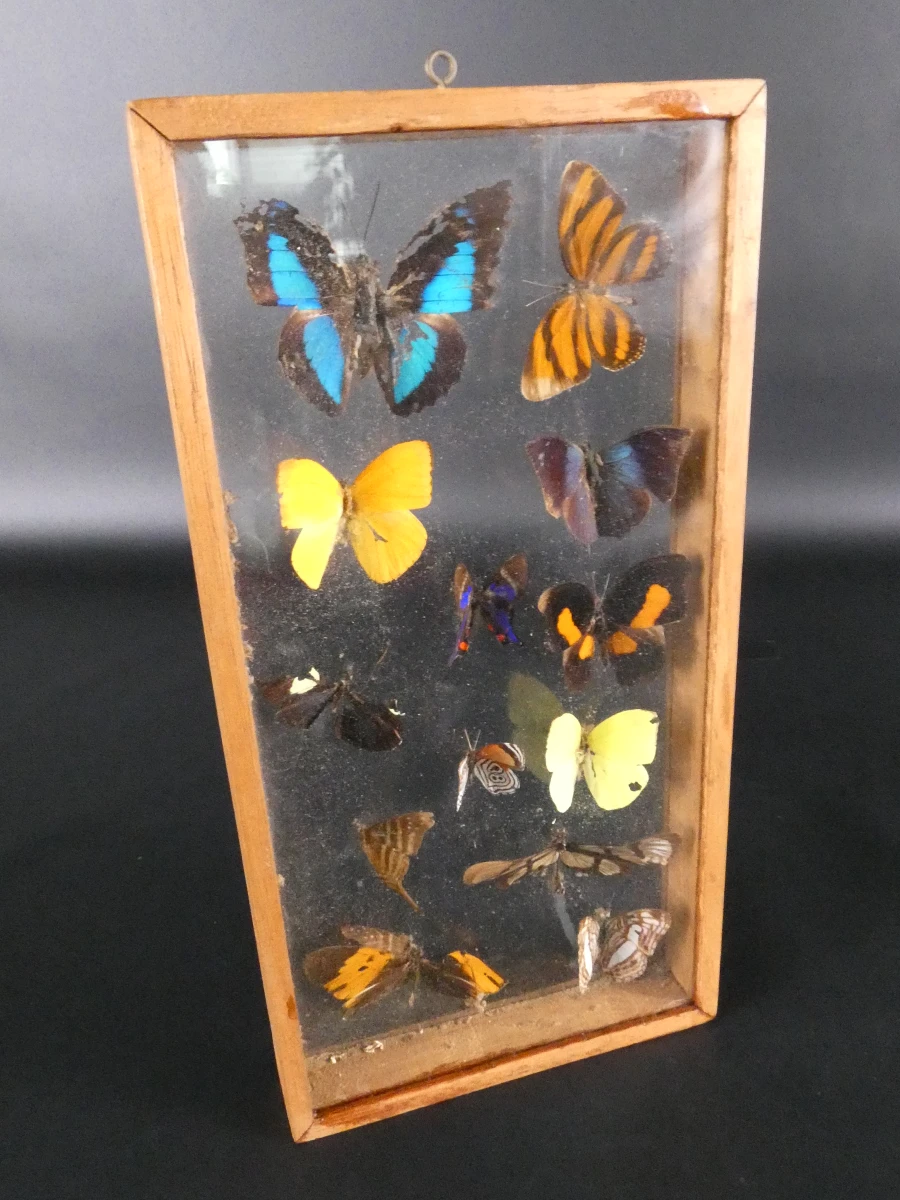 Biologische preparaten, harspreparaten, natuurhistorische specimens.