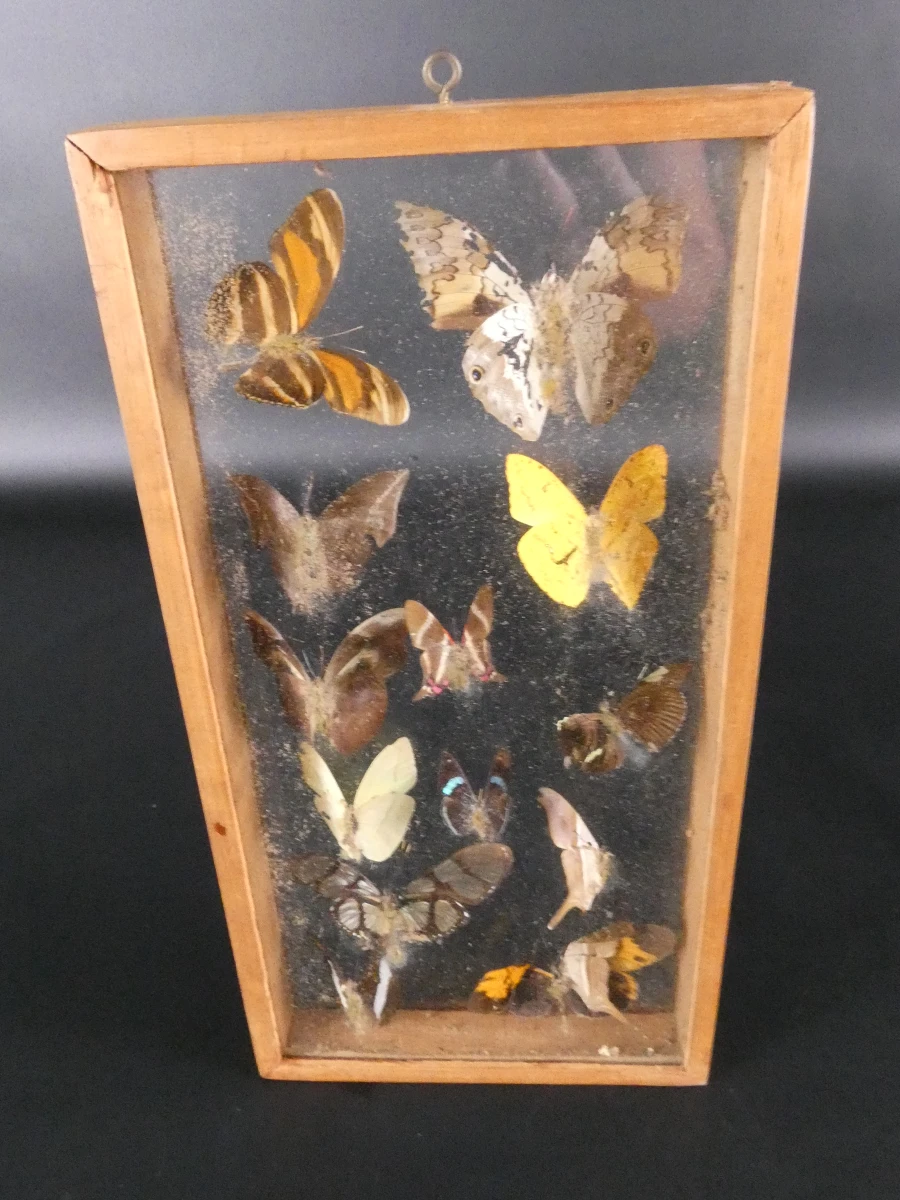 Biologische preparaten, harspreparaten, natuurhistorische specimens.
