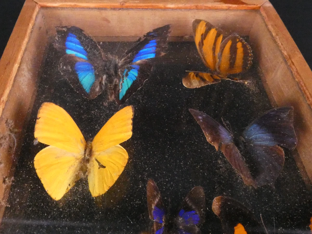 Biologische preparaten, harspreparaten, natuurhistorische specimens.