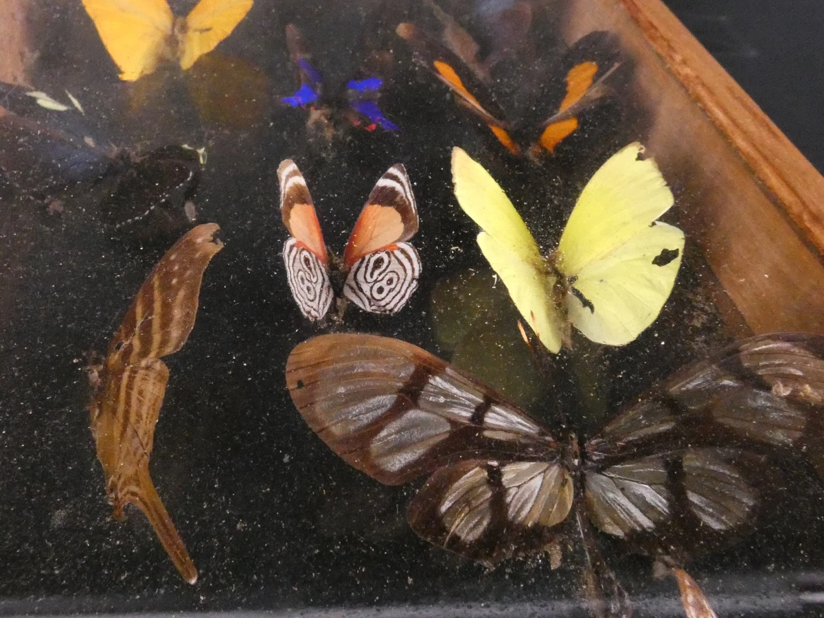 Biologische preparaten, harspreparaten, natuurhistorische specimens.