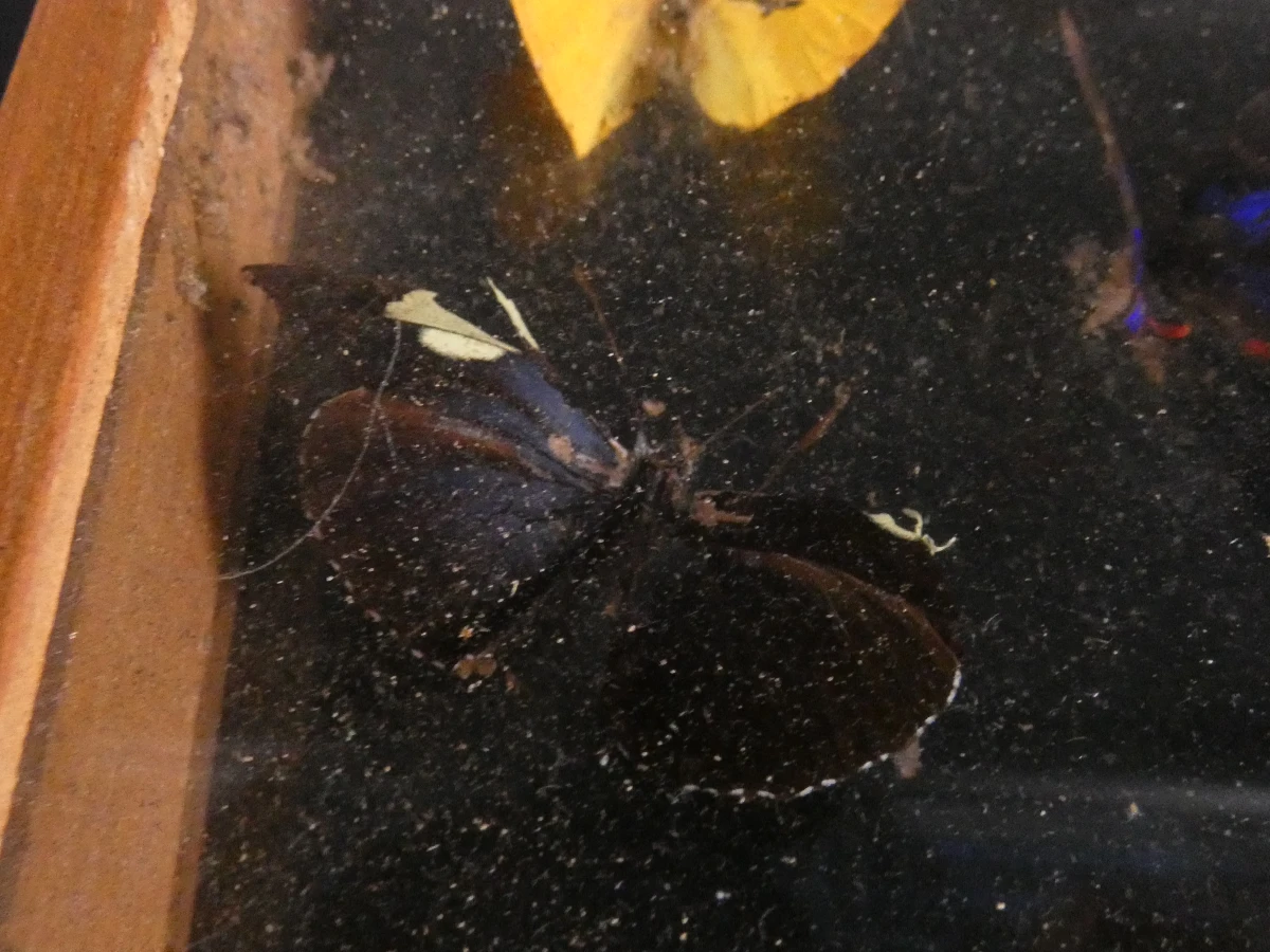 Biologische preparaten, harspreparaten, natuurhistorische specimens.
