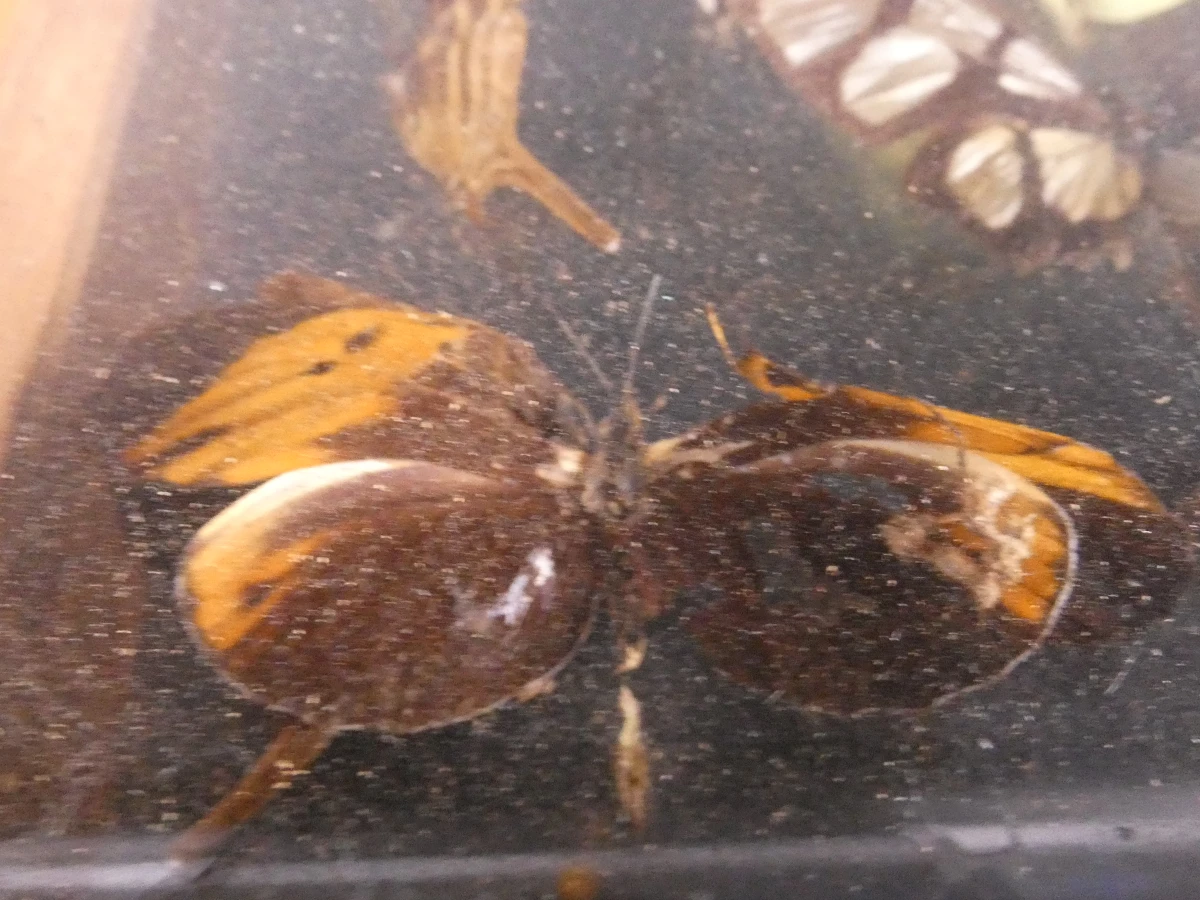 Biologische preparaten, harspreparaten, natuurhistorische specimens.