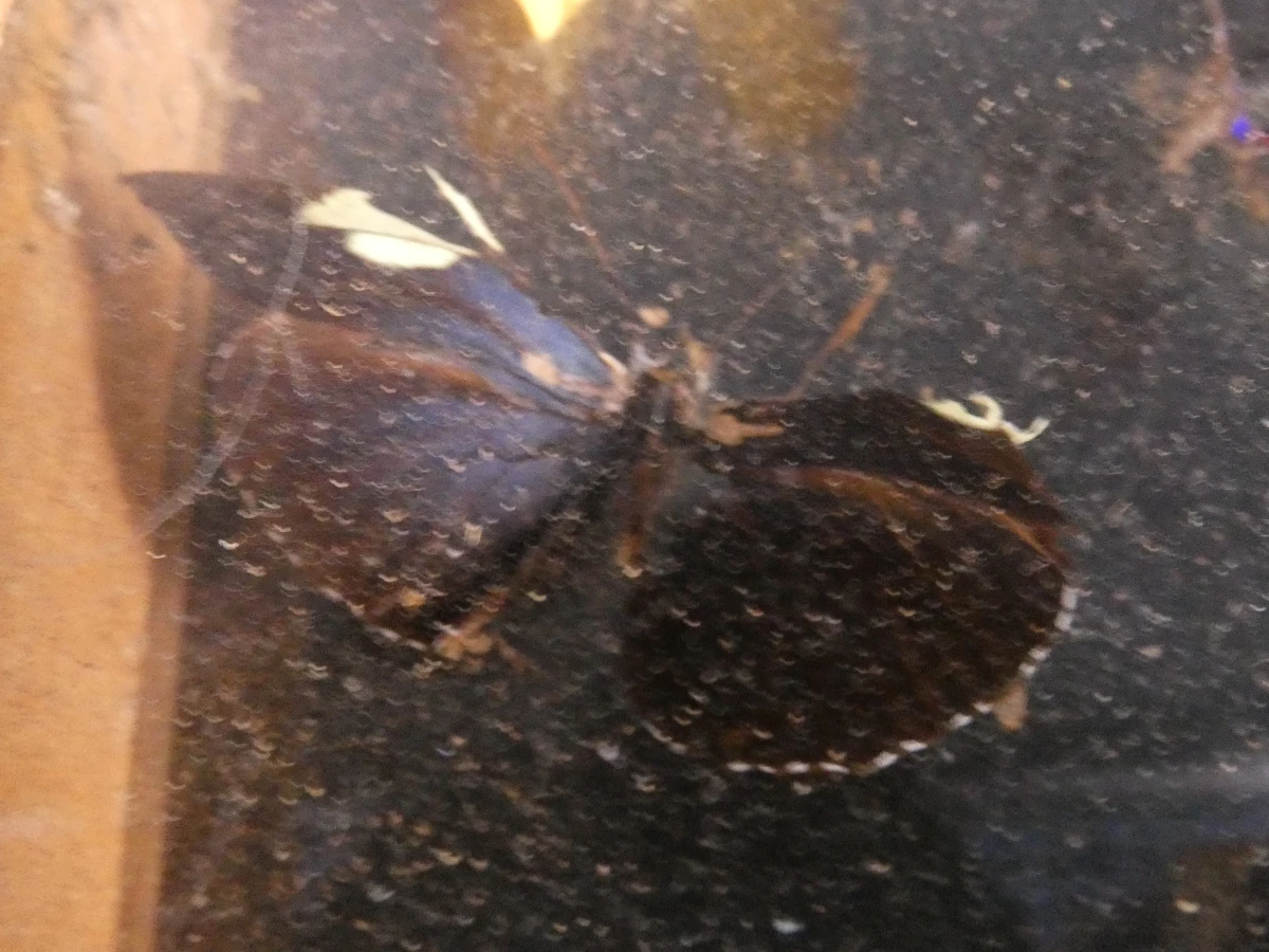 Biologische preparaten, harspreparaten, natuurhistorische specimens.