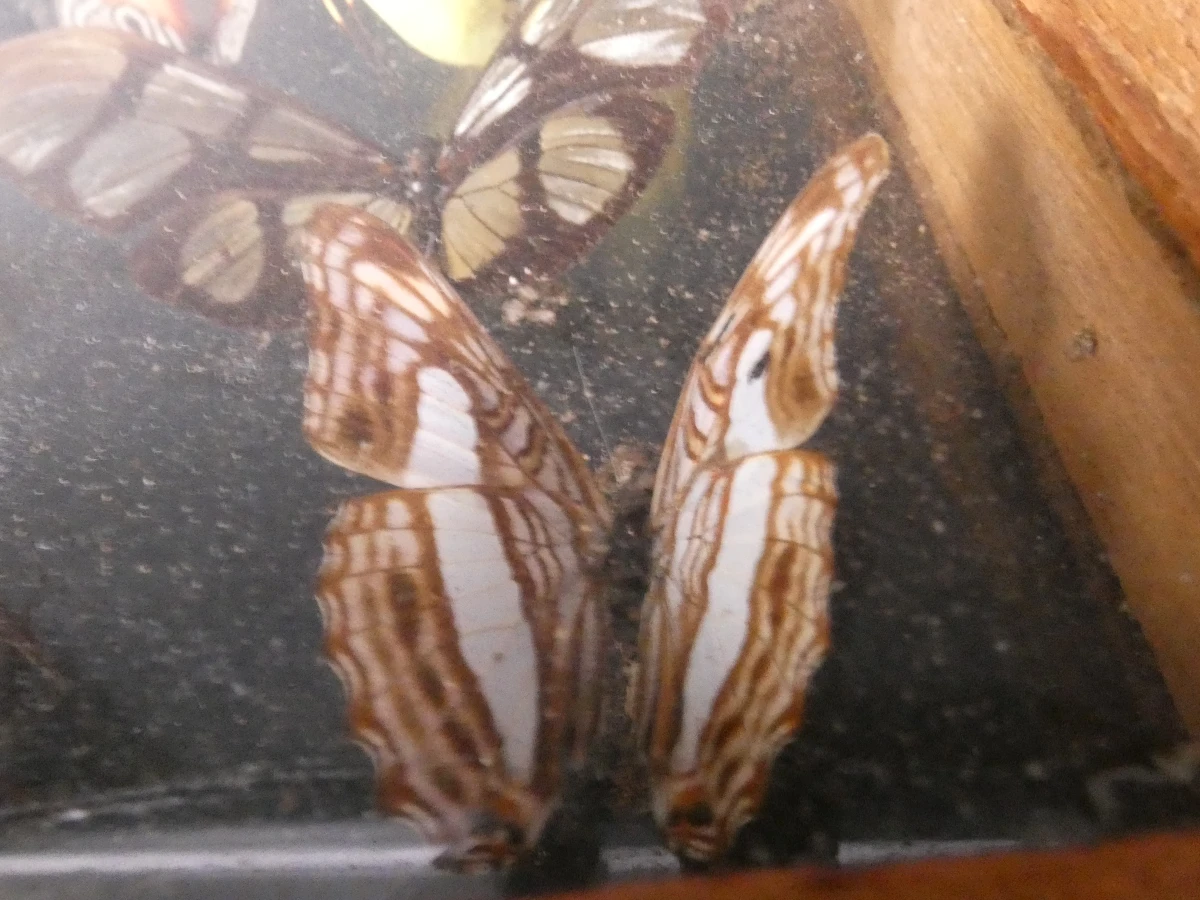 Biologische preparaten, harspreparaten, natuurhistorische specimens.