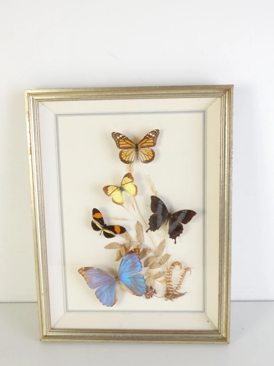 Vintage tropische vlindercollectie in lijst
