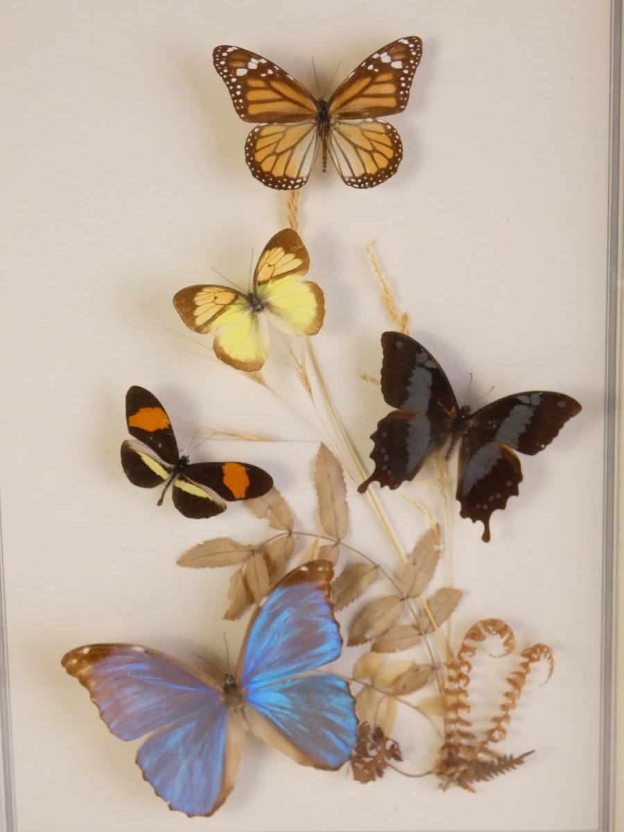 Vintage tropische vlindercollectie in lijst