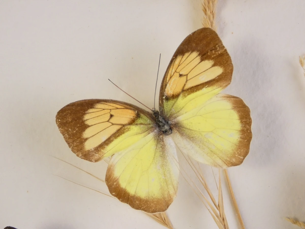 Vintage tropische vlindercollectie in lijst