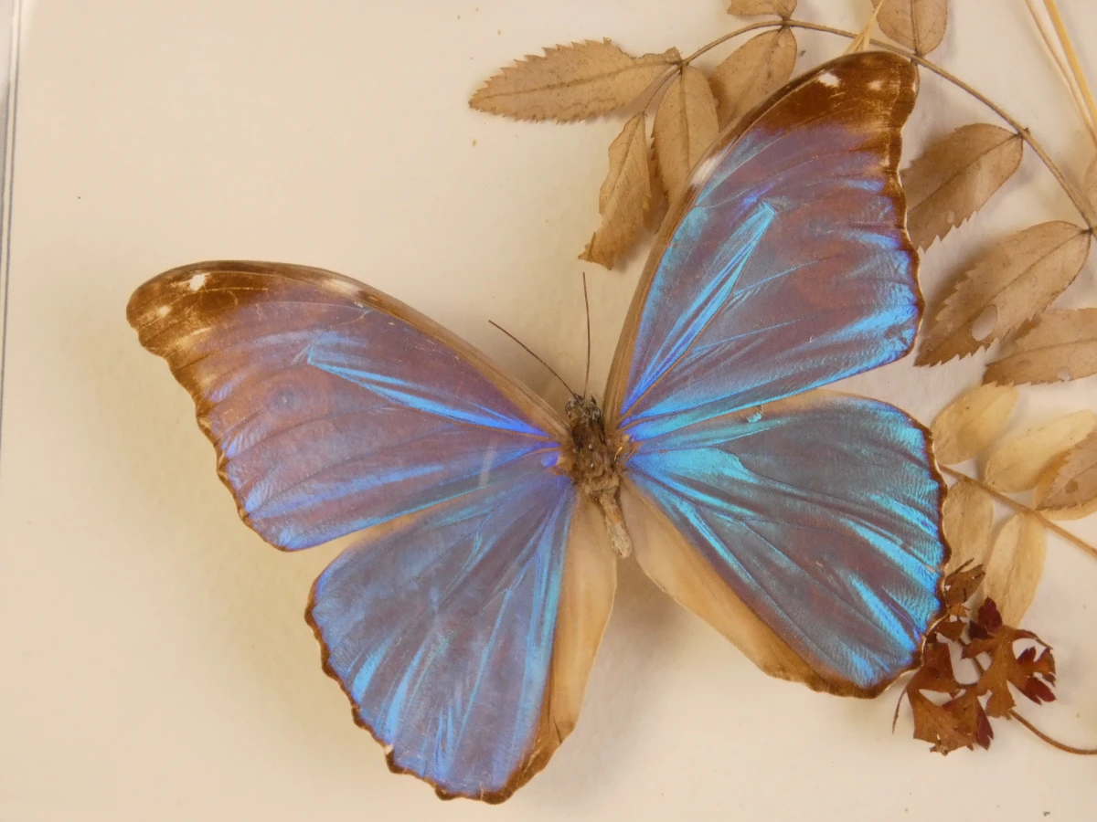 Vintage tropische vlindercollectie in lijst