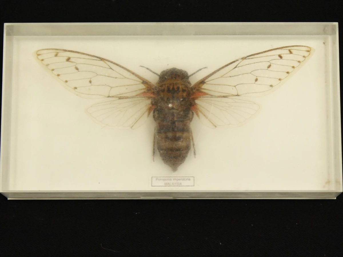 Natuurlot: opgezette insecten en spinachtige