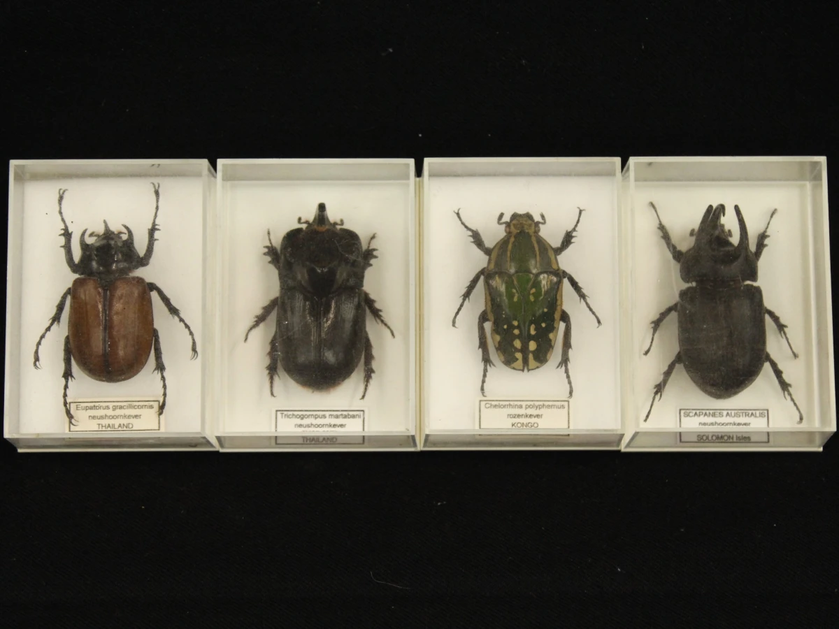 Natuurlot: opgezette insecten en spinachtige