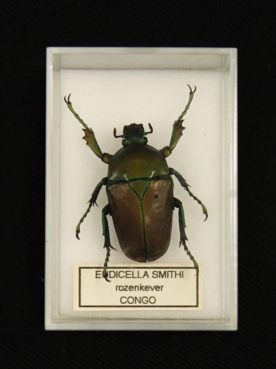 Natuurlot: opgezette insecten en spinachtige