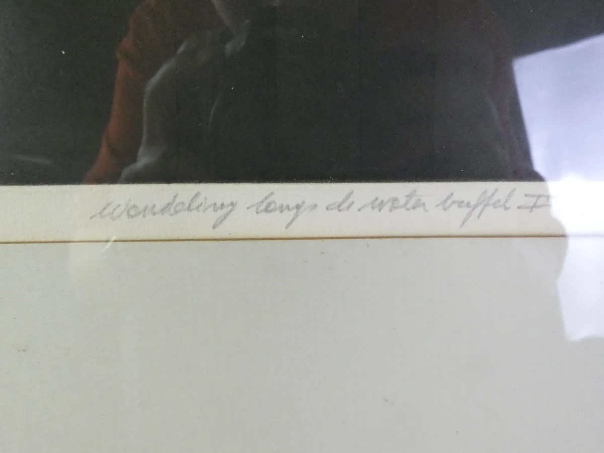 Set van 3 ingelijste litho's met buffels - foto 21