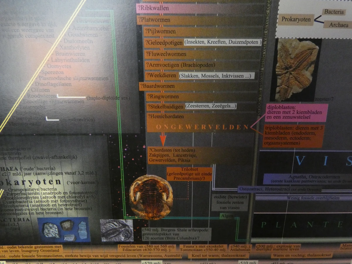Grote educatieve tijdlijn poster met houten frame