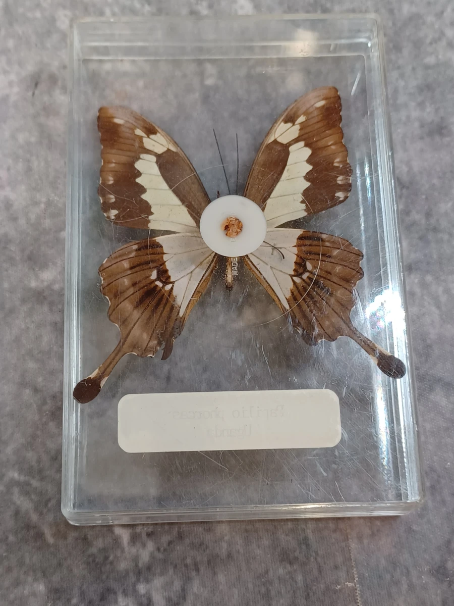 Collectie gekaderde insecten- en vlinderpreparaten - foto 6