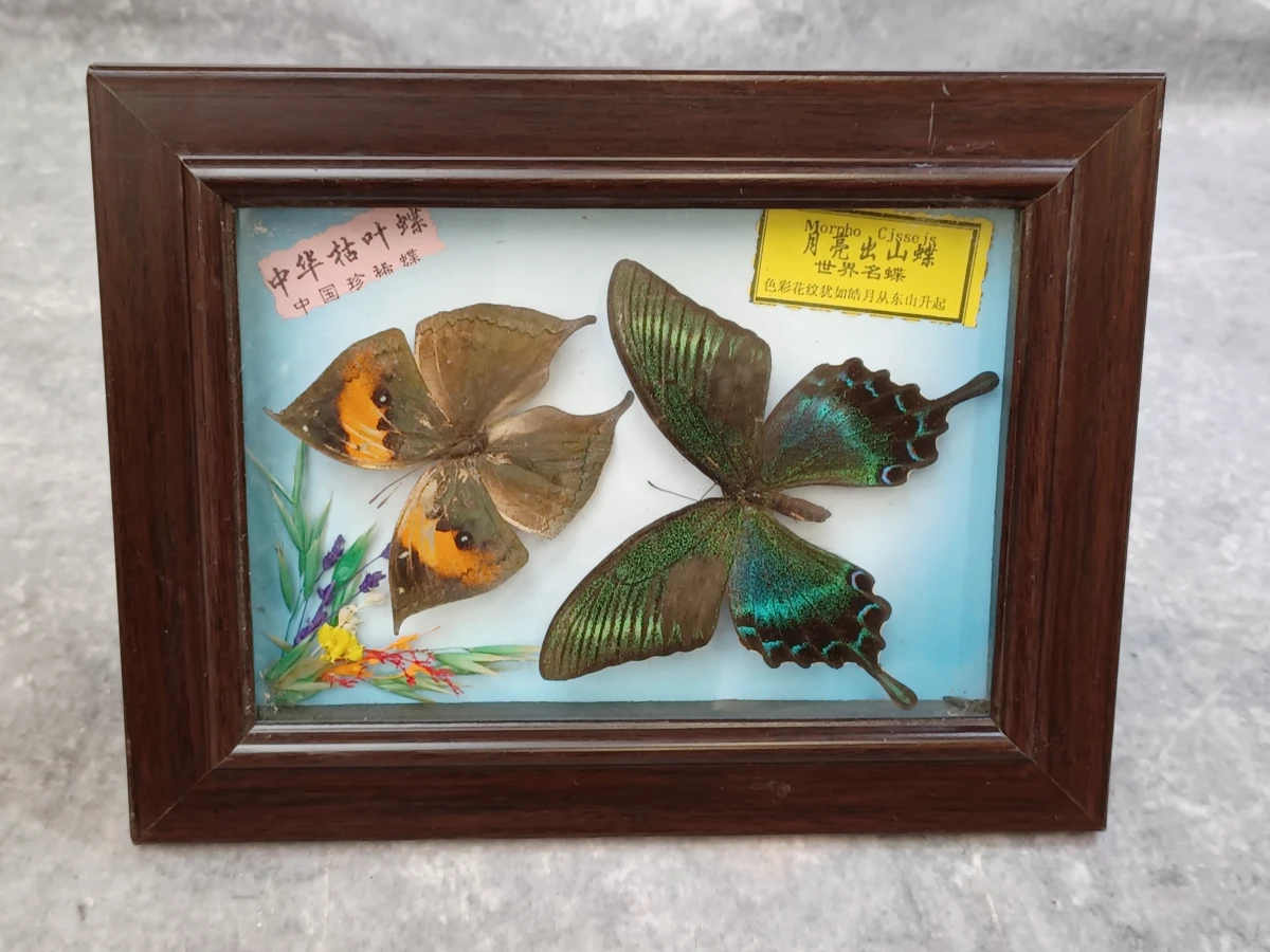Collectie gekaderde insecten- en vlinderpreparaten - foto 10