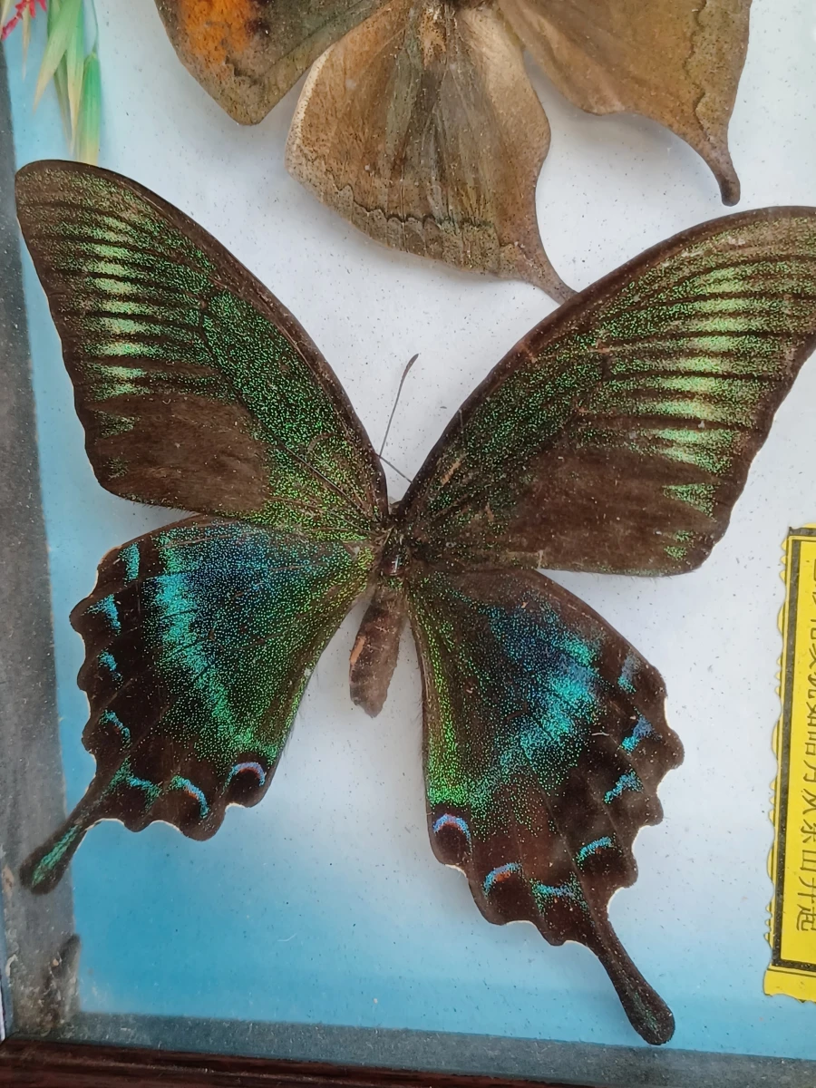 Collectie gekaderde insecten- en vlinderpreparaten - foto 11