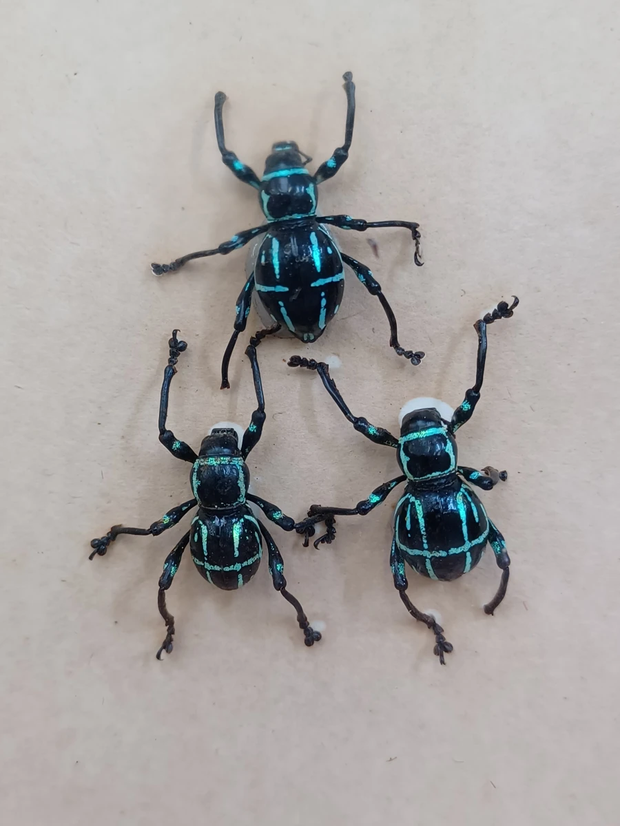 Collectie gekaderde insecten- en vlinderpreparaten - foto 18