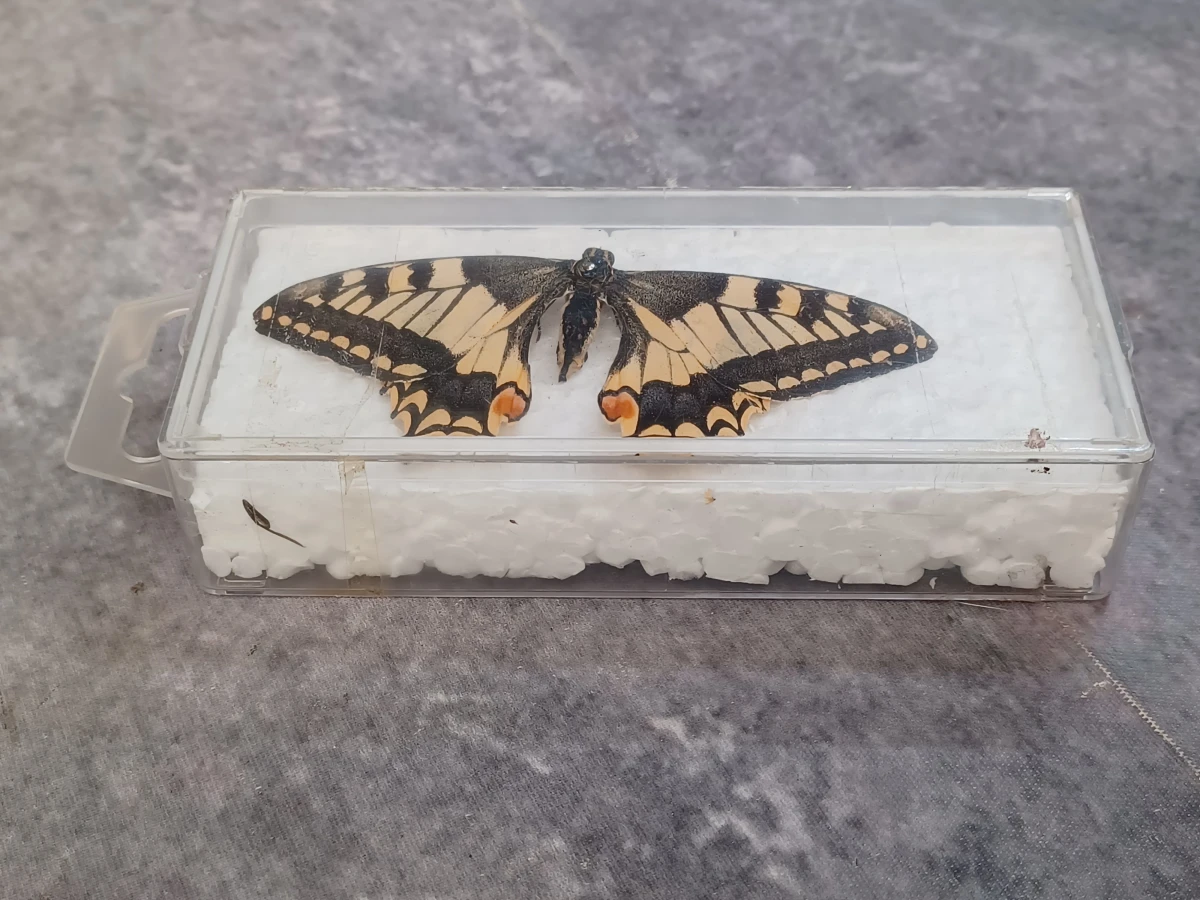 Collectie gekaderde insecten- en vlinderpreparaten - foto 3