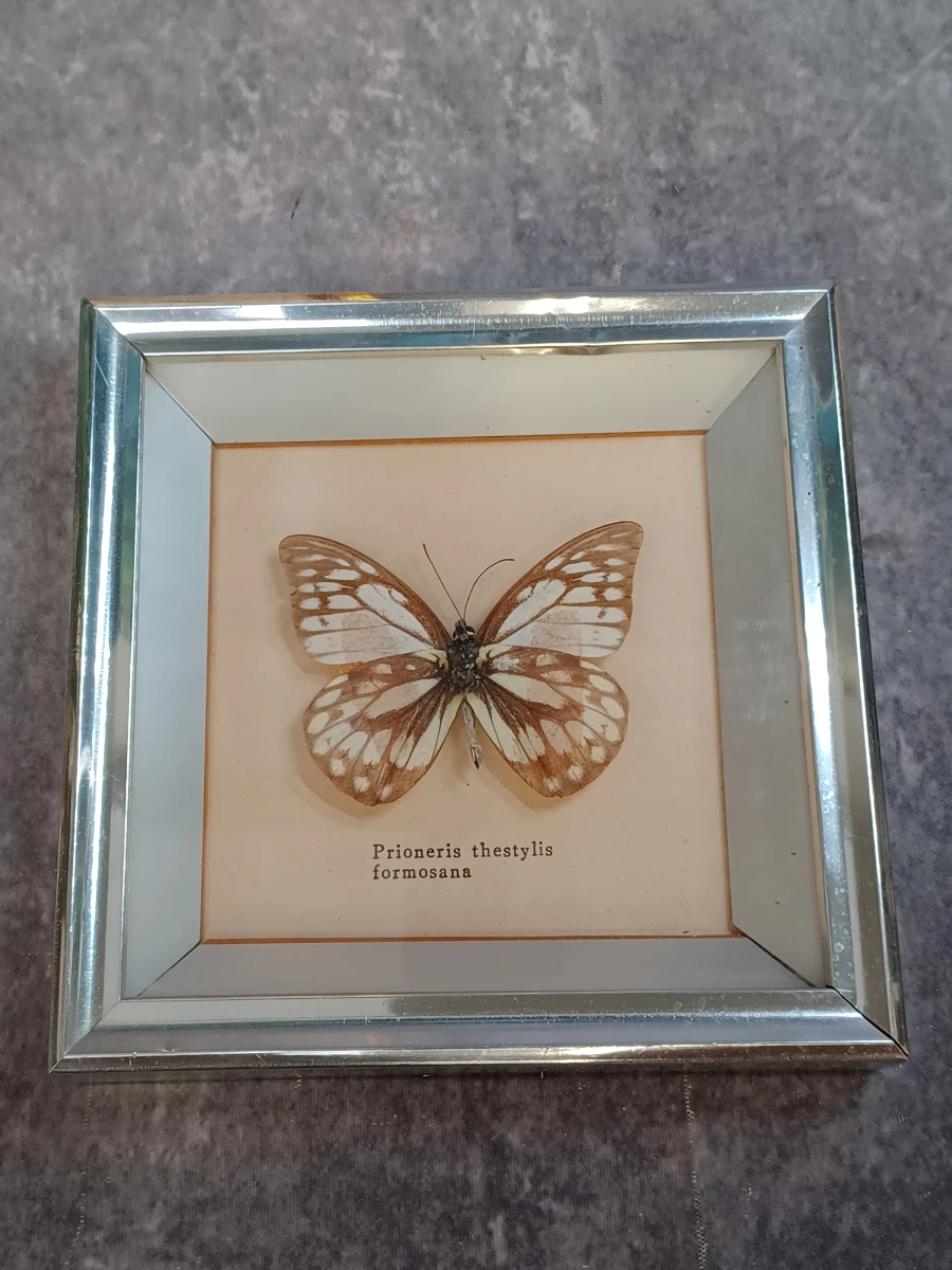 Collectie gekaderde insecten- en vlinderpreparaten - foto 7