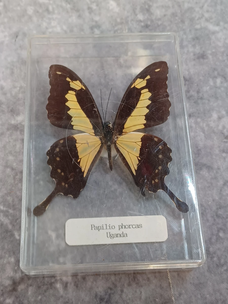 Collectie gekaderde insecten- en vlinderpreparaten - foto 4