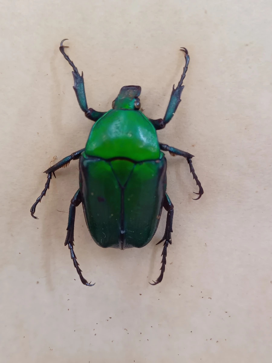 Collectie gekaderde insecten- en vlinderpreparaten - foto 17
