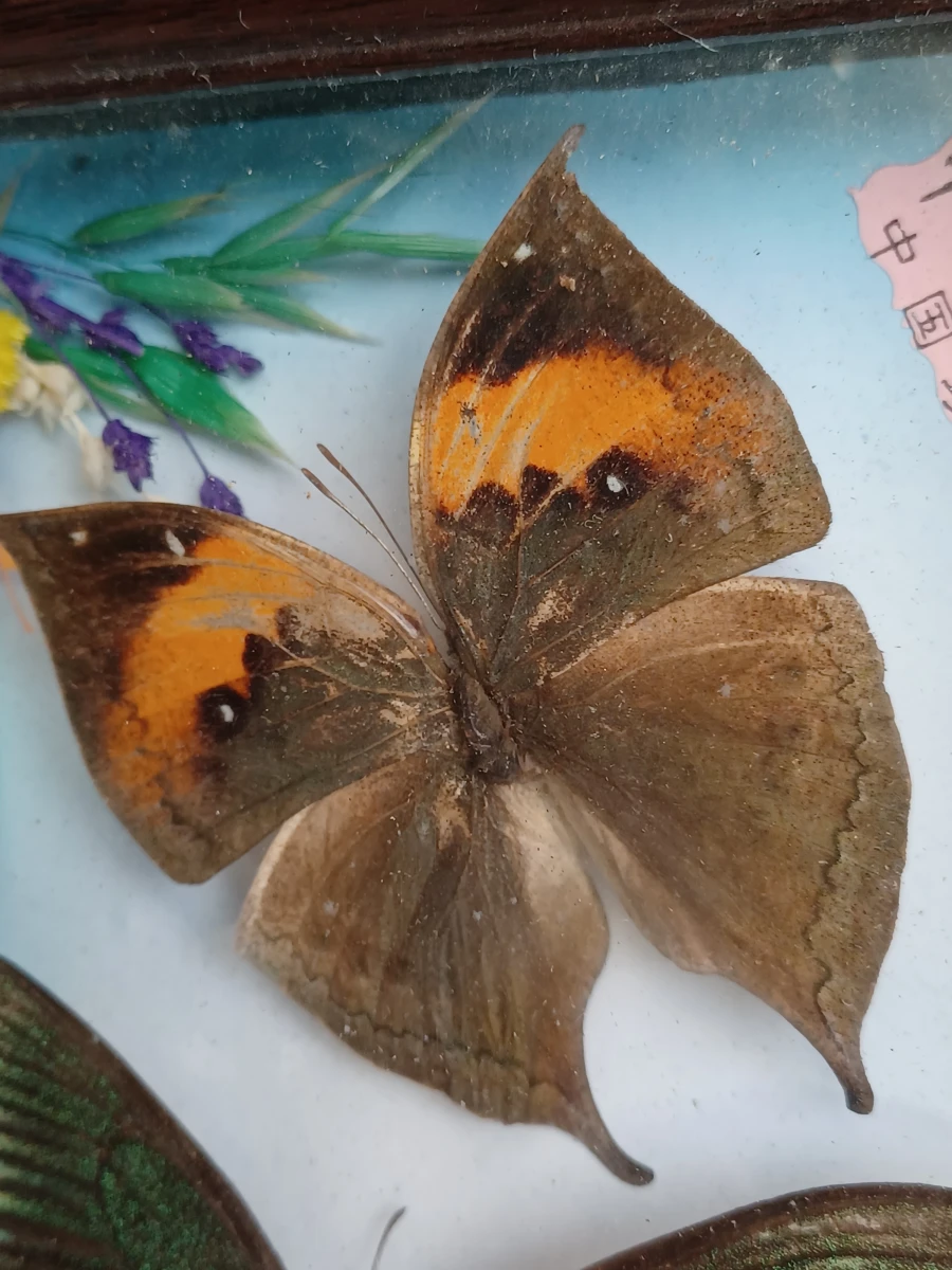 Collectie gekaderde insecten- en vlinderpreparaten - foto 12