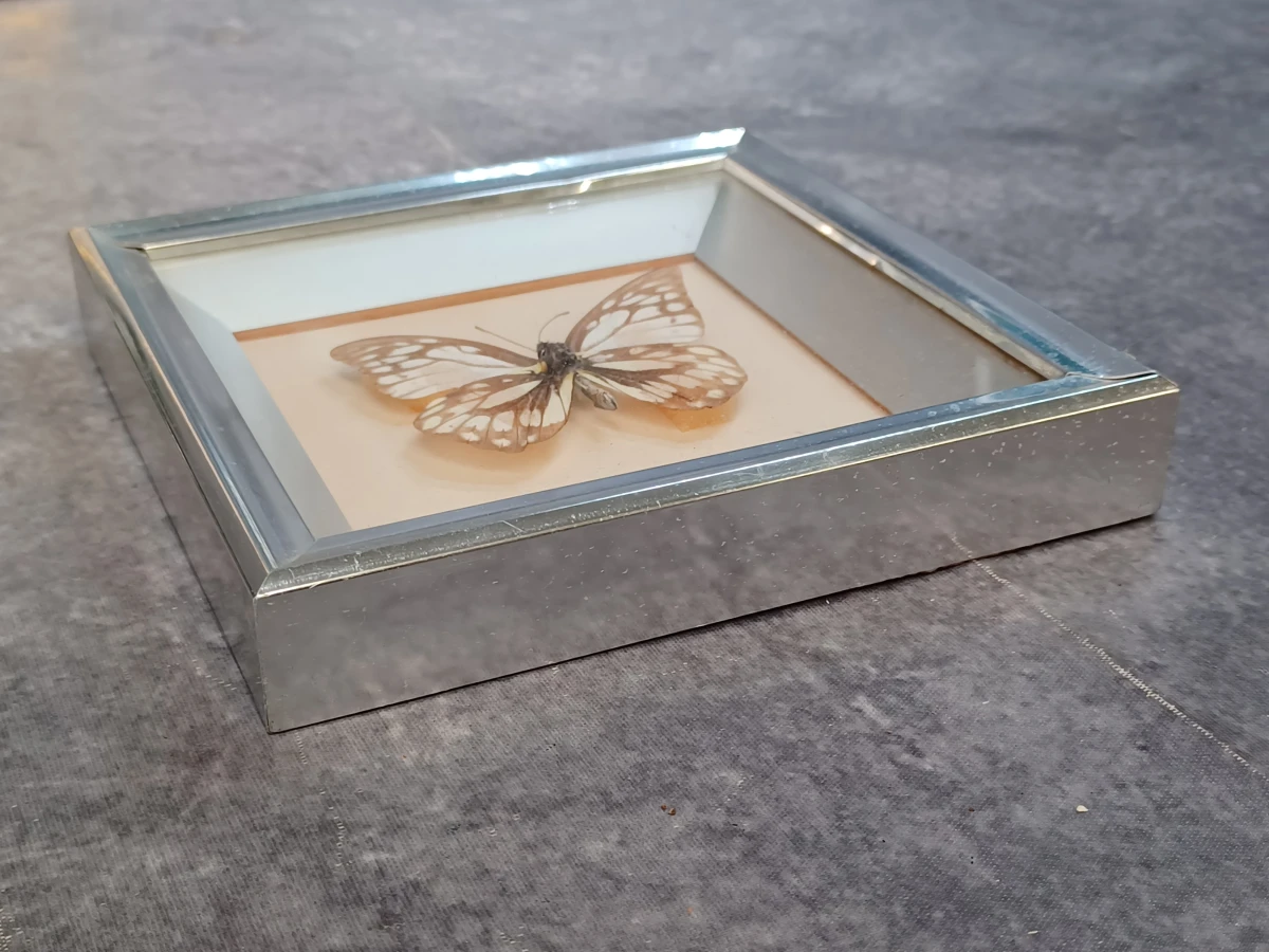 Collectie gekaderde insecten- en vlinderpreparaten - foto 8