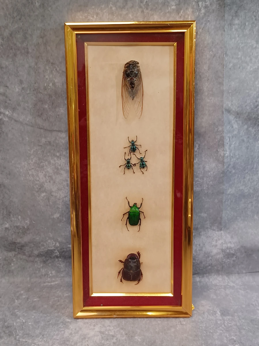 Collectie gekaderde insecten- en vlinderpreparaten - foto 15