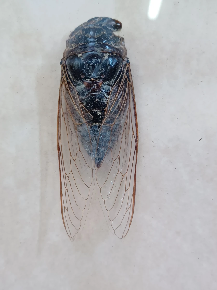 Collectie gekaderde insecten- en vlinderpreparaten - foto 19