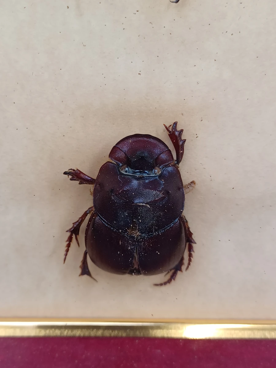 Collectie gekaderde insecten- en vlinderpreparaten - foto 16