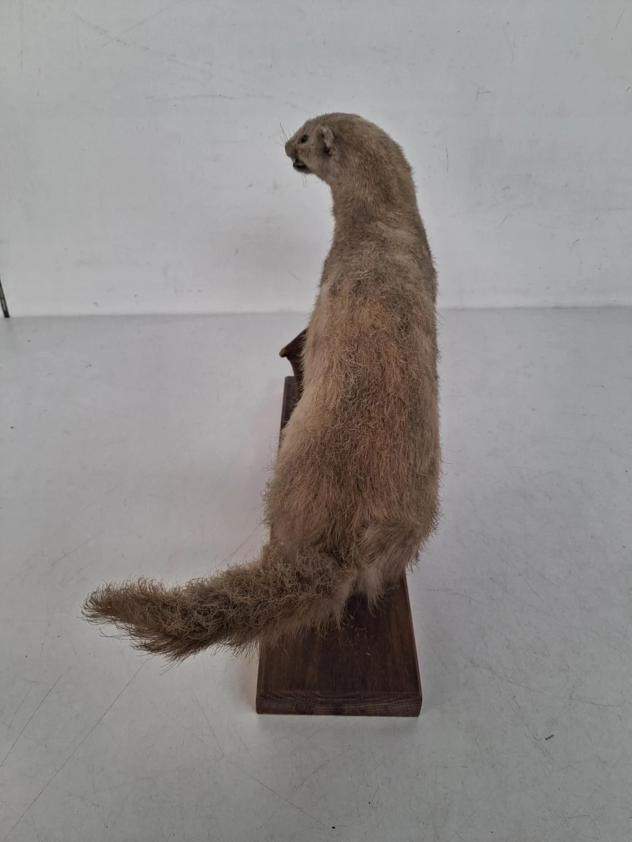 Vintage taxidermie van een nerts