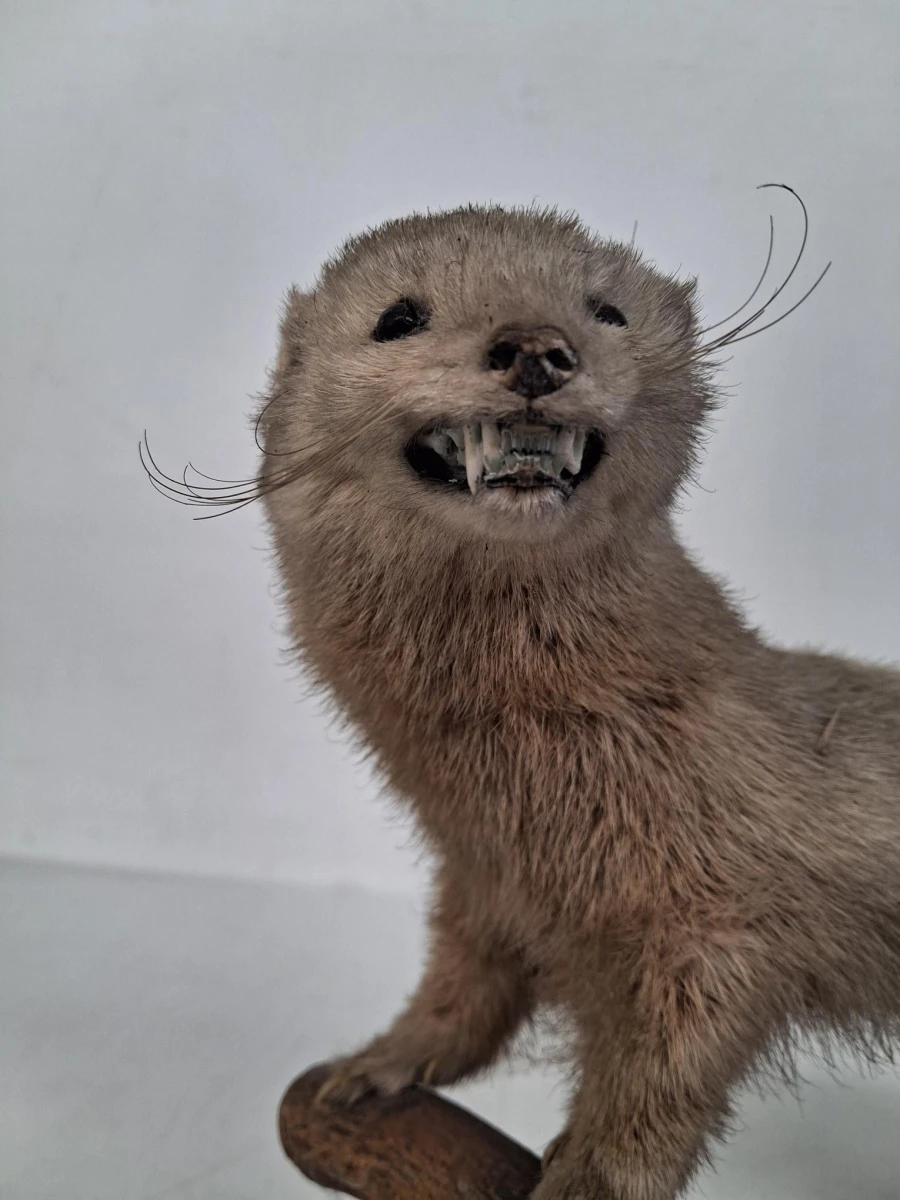 Vintage taxidermie van een nerts
