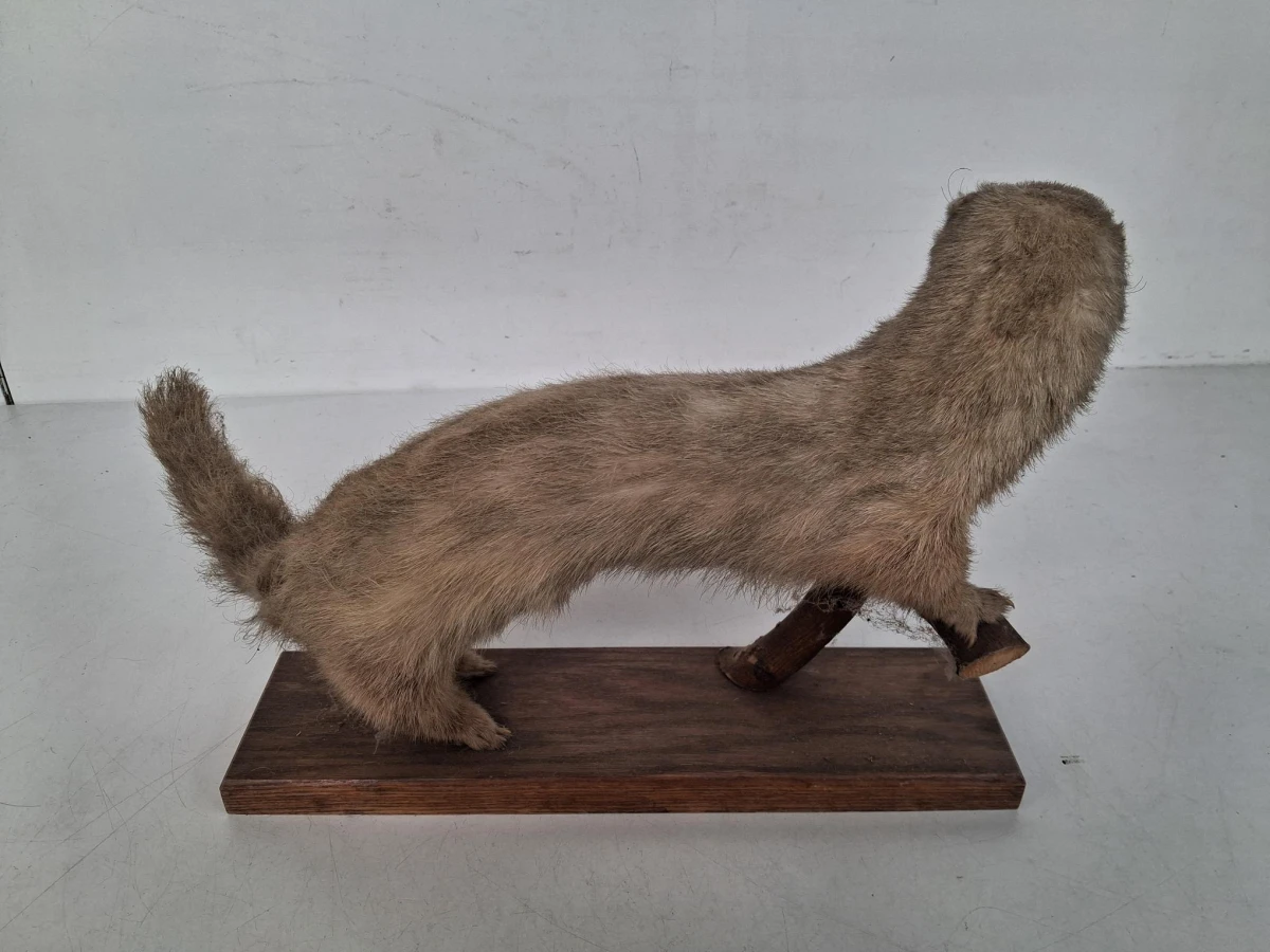 Vintage taxidermie van een nerts