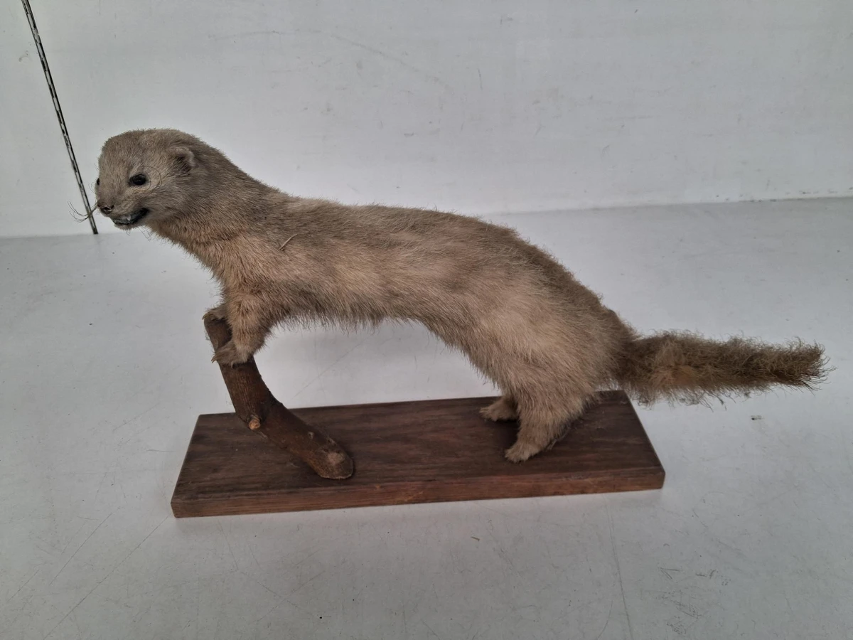 Vintage taxidermie van een nerts