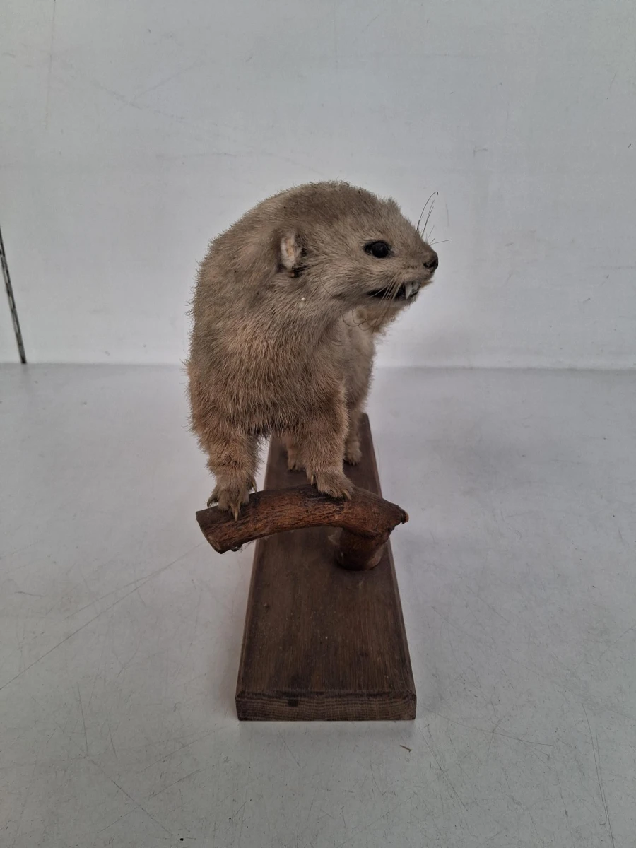 Vintage taxidermie van een nerts