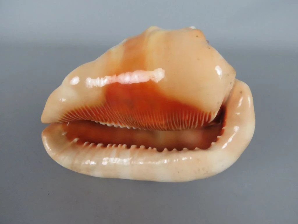 Decoratieve grote schelp in natuurlijke kleuren