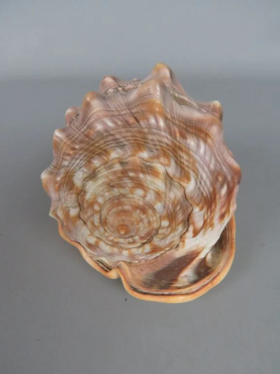 Decoratieve grote schelp in natuurlijke kleuren