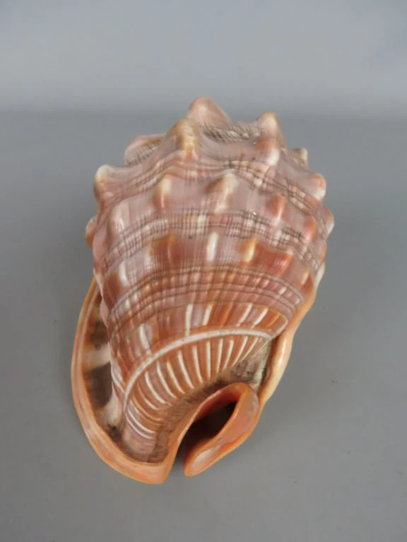 Decoratieve grote schelp in natuurlijke kleuren