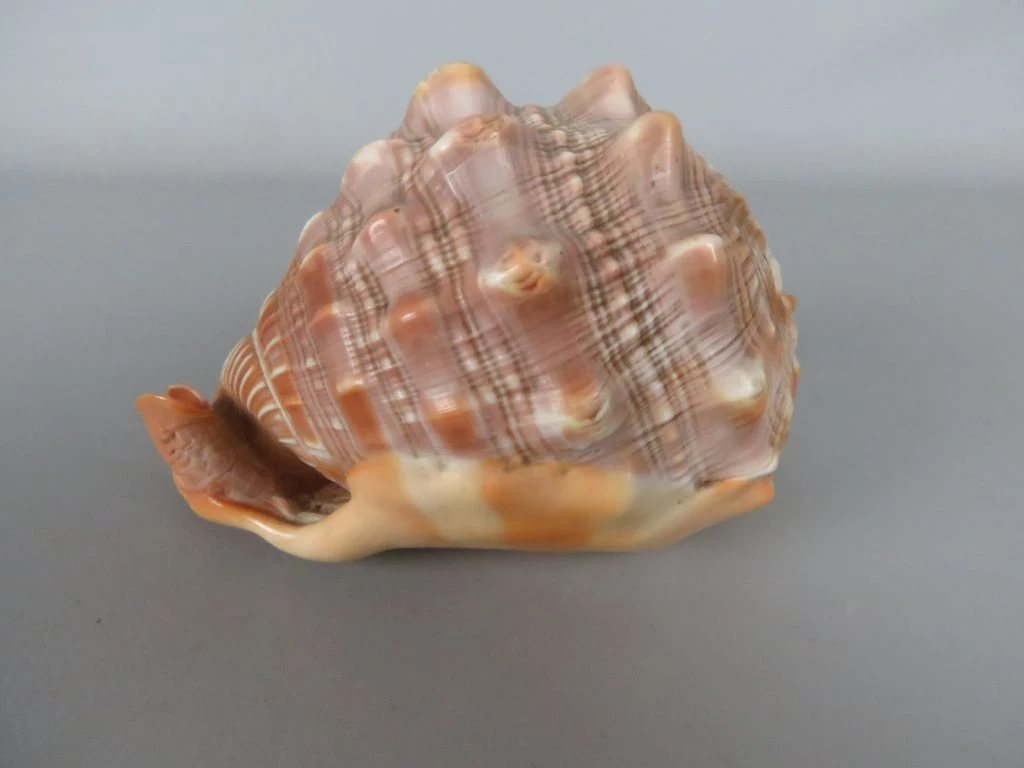 Decoratieve grote schelp in natuurlijke kleuren