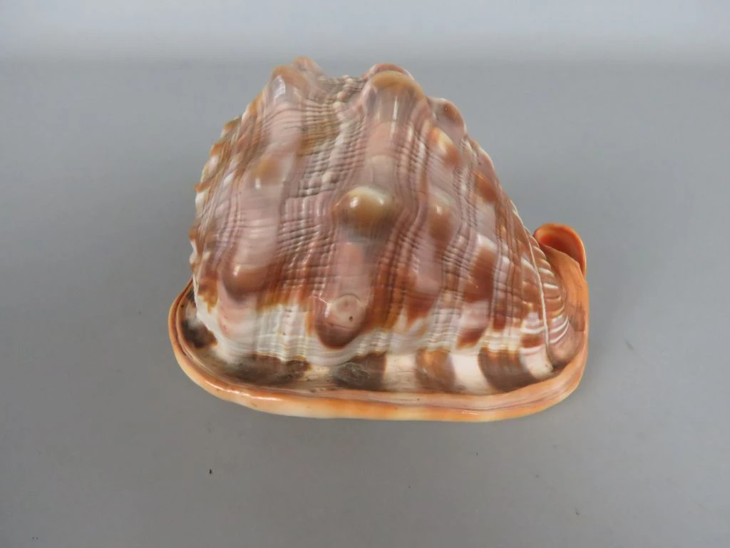 Decoratieve grote schelp in natuurlijke kleuren
