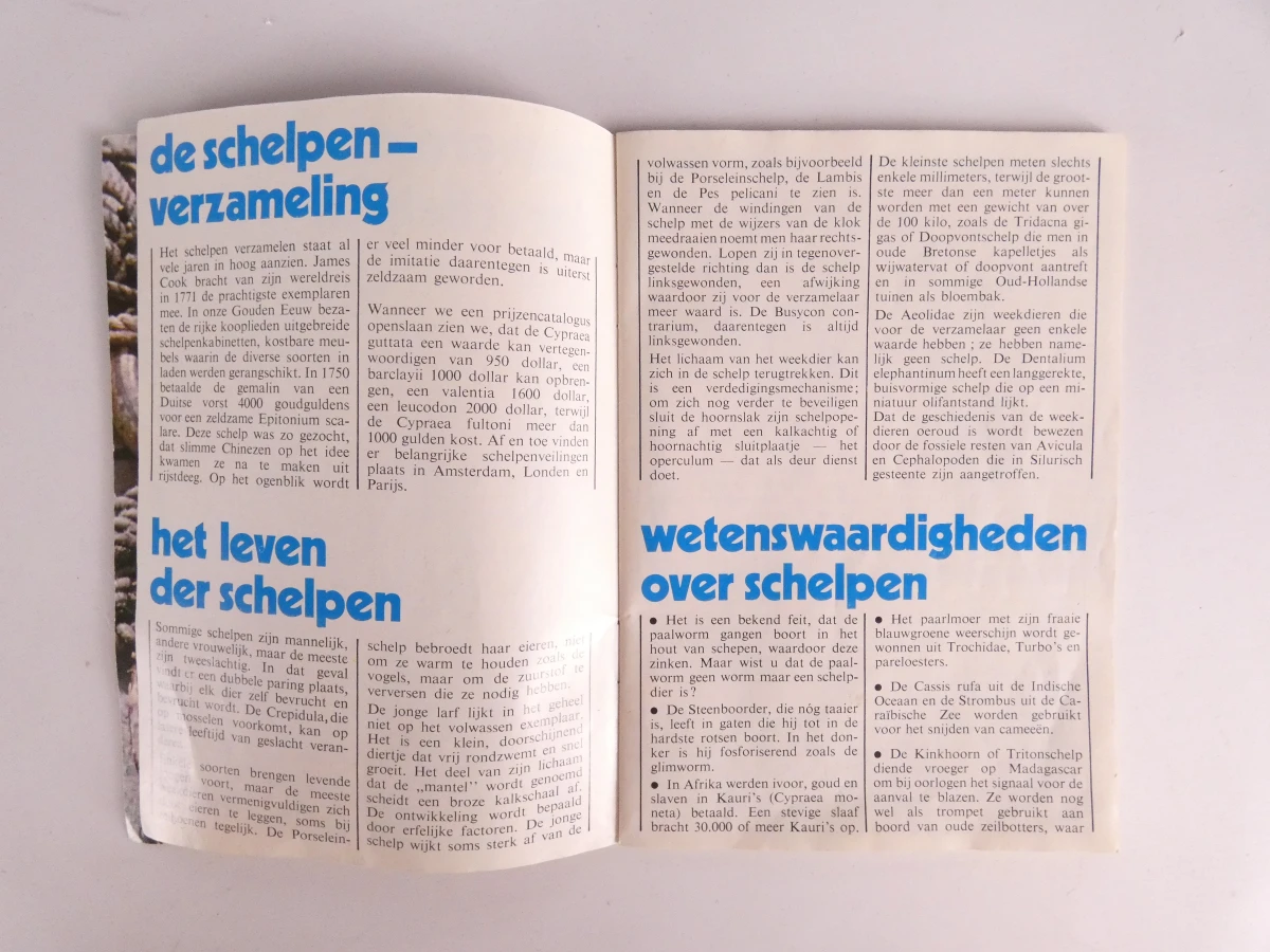 Uitgebreide verzameling schelpen - foto 4