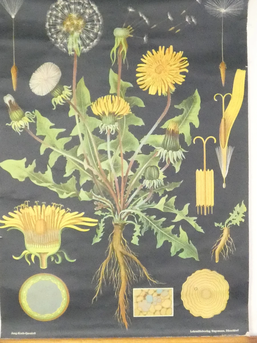 Vintage schoolplaat paardenbloem met houten latten - foto 2