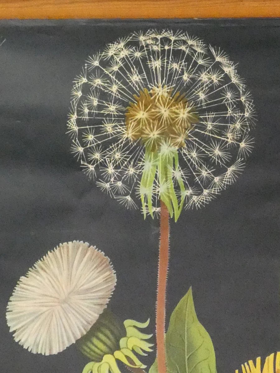 Vintage schoolplaat paardenbloem met houten latten - foto 3