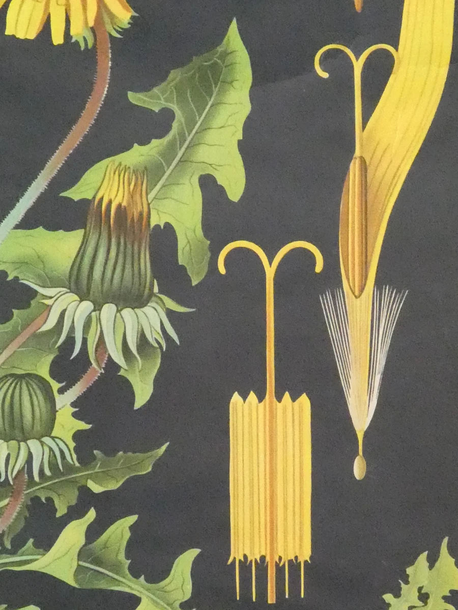 Vintage schoolplaat paardenbloem met houten latten - foto 4