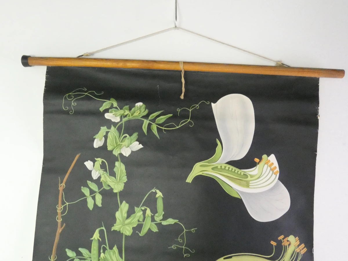 Vintage schoolplaat erwtenplant botanische tekening - foto 2
