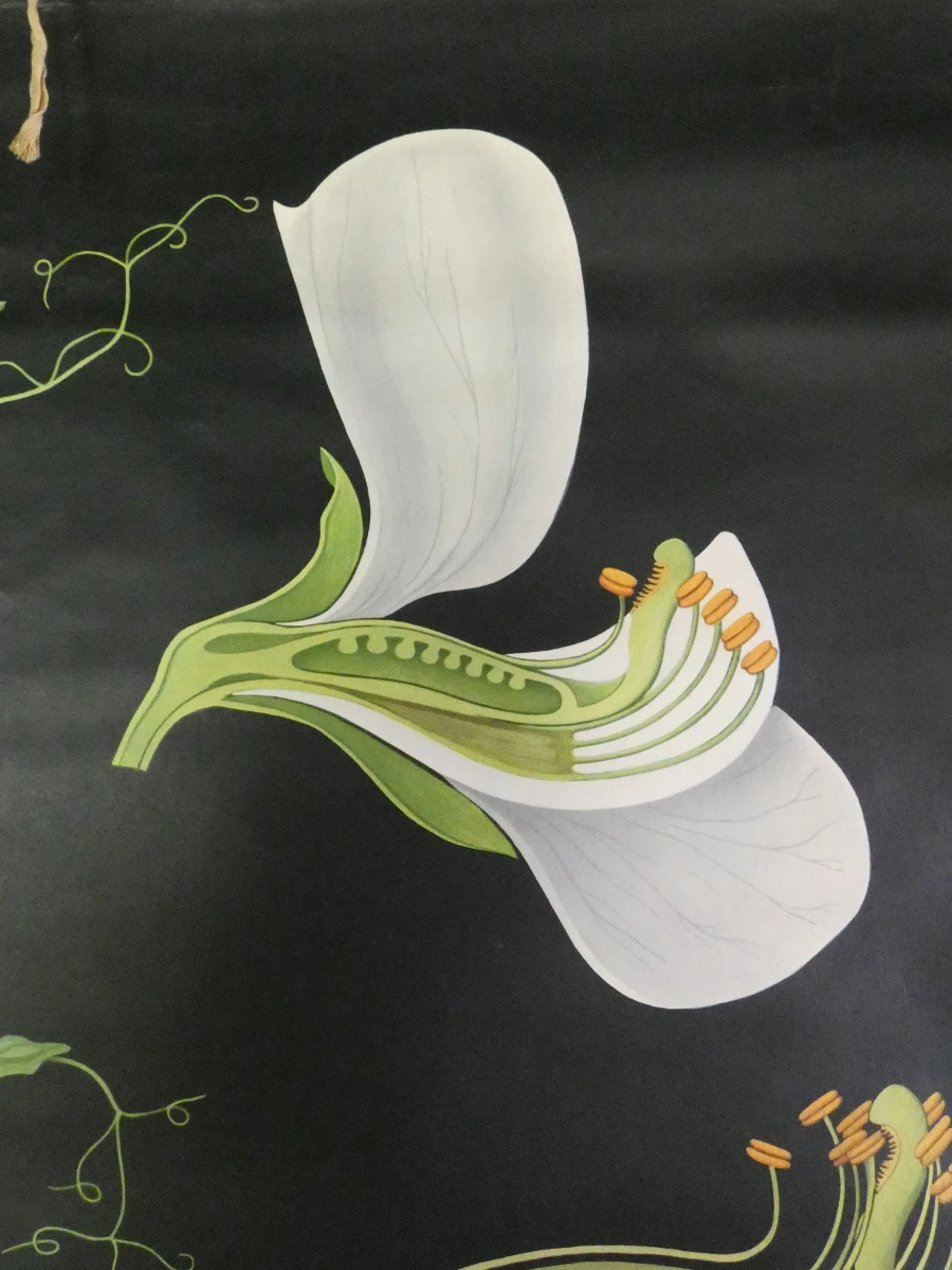 Vintage schoolplaat erwtenplant botanische tekening - foto 3
