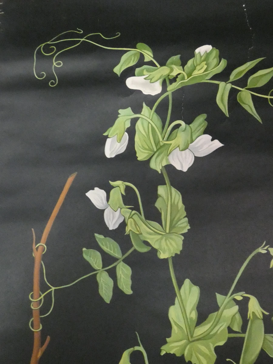 Vintage schoolplaat erwtenplant botanische tekening - foto 4