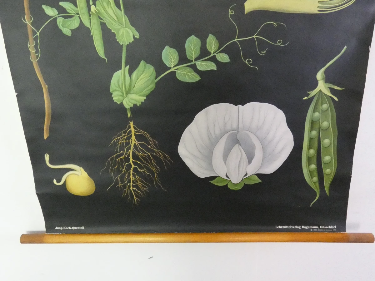 Vintage schoolplaat erwtenplant botanische tekening - foto 5