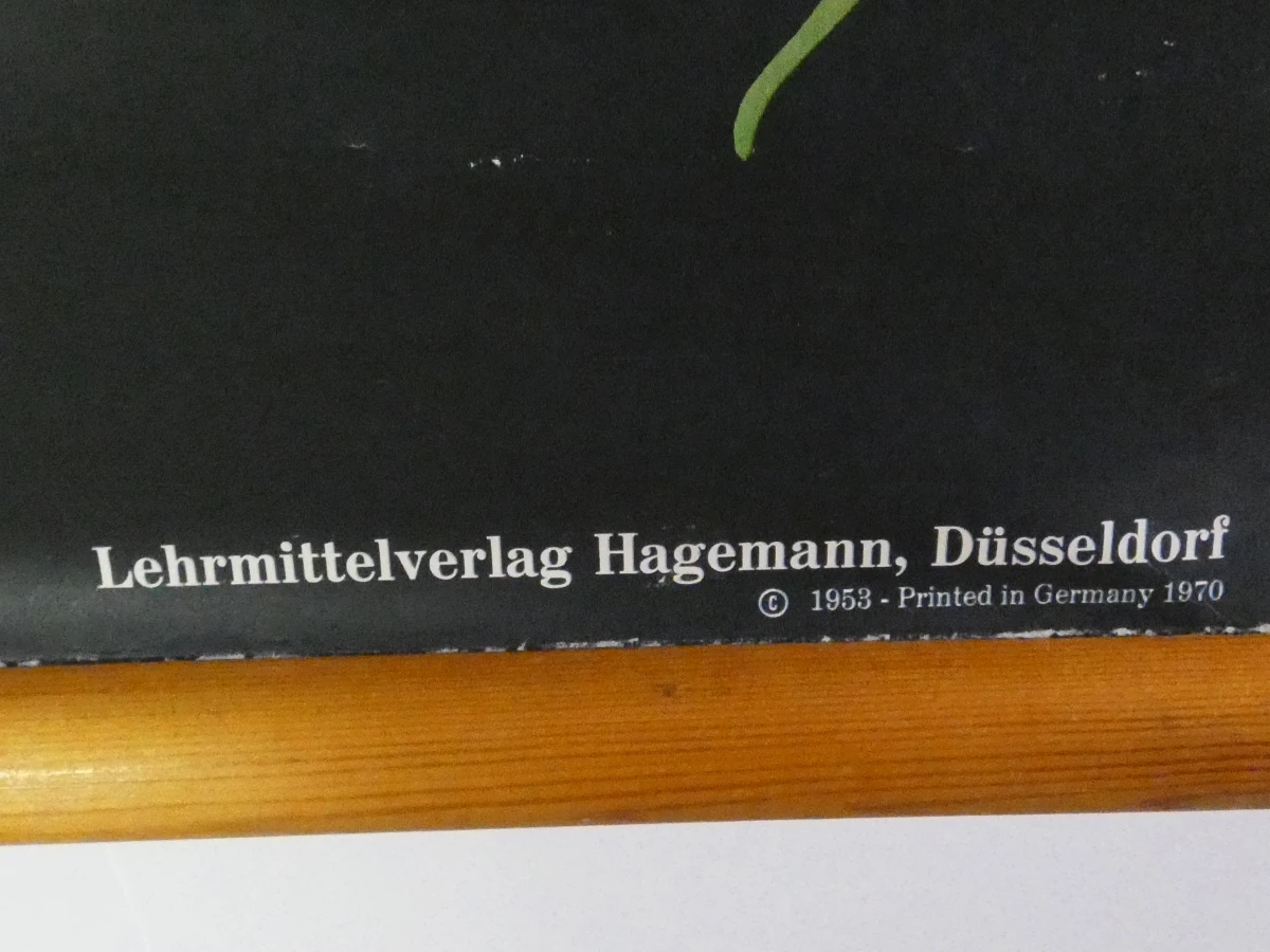 Vintage schoolplaat erwtenplant botanische tekening - foto 7